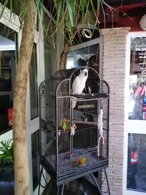 restaurant-kiwi-101